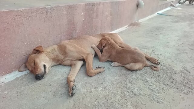 Mother Dog Nursing Her Puppy While Sleeping Outdoors on Concrete Ground