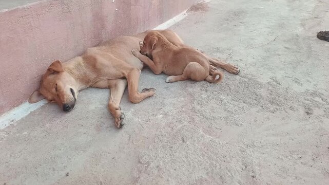Mother Dog Nursing Her Puppy While Sleeping Outdoors on Concrete Ground