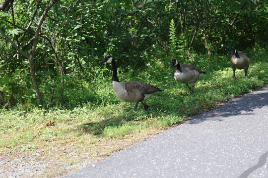 Petite famille de Bernache du canada, Branta canadensis
