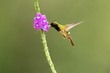 Naklejka premium The black-crested coquette (Lophornis helenae) is a species of hummingbird in the 