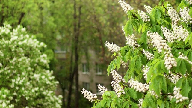 Slow motion 4k shot of heavy rain drops falling on white blooming horse chestnut tree branches in a city park, beautiful springtime nature background video.