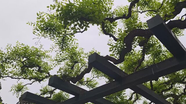 Green leafy branches of trees intertwine with wooden pergola beams under a cloudy sky, creating a serene outdoor atmosphere in a garden setting