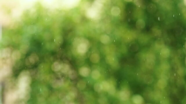 Slow motion 4k shot of sparkling sun shower raindrops falling against an abstract blurry green foliage bokeh background, beautiful natural video.