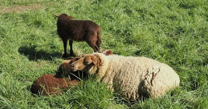 Eine goldbeige, wollige Aue der Coburger fuchsshaf Rasse (Ovis gmelini aries) liegt wiederk&auml;uend im Gras, umgeben von ihren jungen L&auml;mmern mit dunkelrotbraunem Fell.