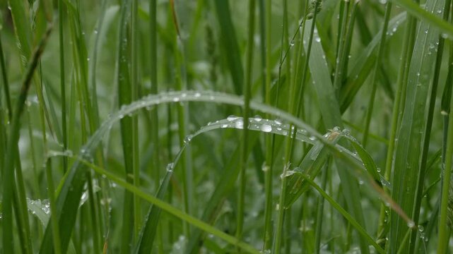 Dew Drops on Bent Grass Blade &ndash; 4K Slow Motion B-Roll, Nature Detail, Linz