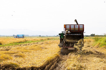 Fototapeta premium Combine harvester harvesting rice field in rural farmland with mountains and copy space