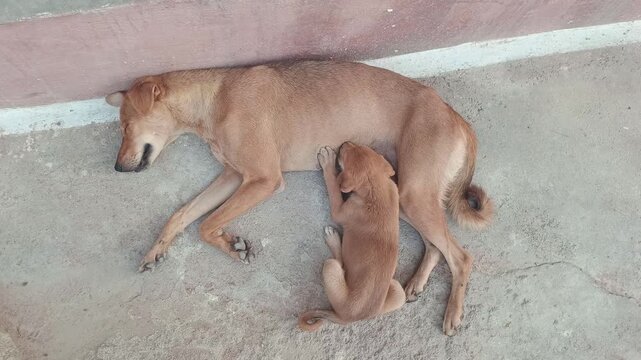 Stray Mother Dog Nursing Her Puppy While Sleeping on Concrete Street