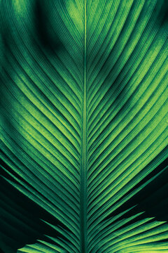 Tropical leaf texture background, Natural pattern with dramatic light
