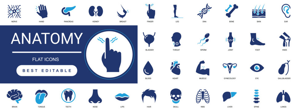 Anatomy Solid Icon Set. Medical, Healthcare, Biology, Science, Heart, Brain, Bone, Organ, Muscle, Surgery. Editable Vector Glyph Illustration.