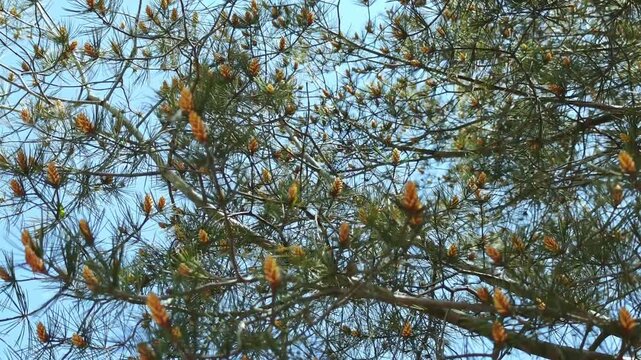 Pine tree branches with yellow pine cones against a clear blue sky, showcasing the natural beauty of the outdoors in a vibrant and serene environment