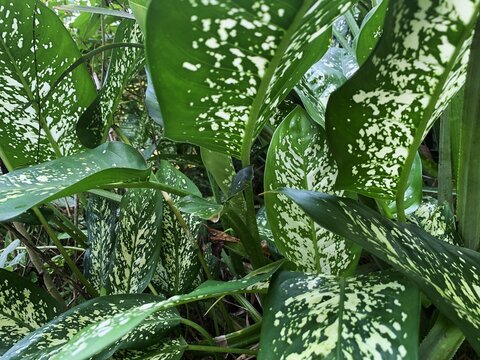 Lush Dieffenbachia Amoena leaves with white variegation in tropical garden. large green leaves.