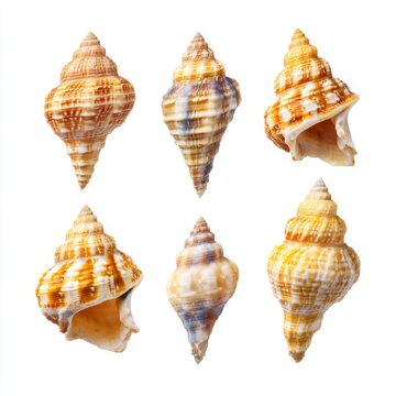 Collection of Colorful Sea Shells Displayed from Different Angles for Nature and Marine Life Photography