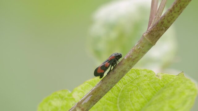 Macro Profile of Red-and-Black Froghopper &ndash; 4K Slow Motion, Static Insect on Stem, Linz