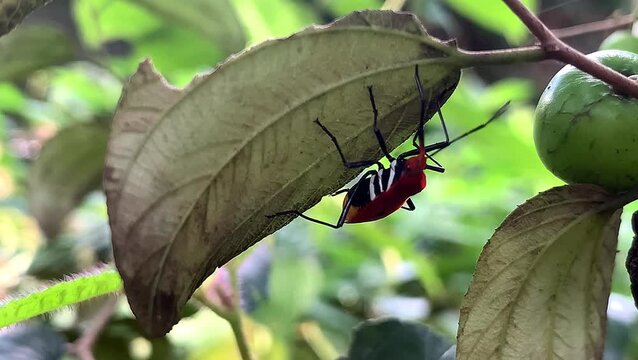 Red bodied true Bug nymph with black legs crawling under a green leaf. wildlife activity.
