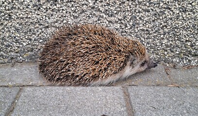 European hedgehog (Erinaceus europaeus) walking on a stone pavement next to a textured wall. © Janko