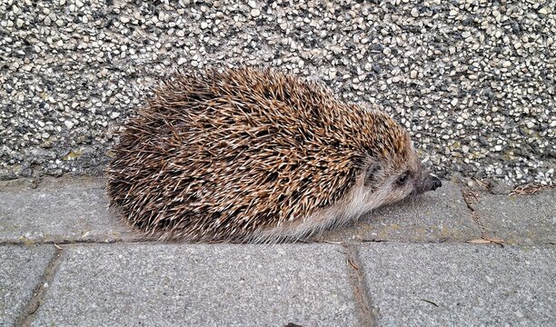 European hedgehog (Erinaceus europaeus) walking on a stone pavement next to a textured wall.