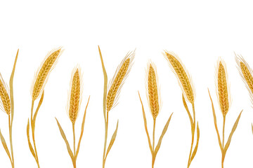 Seamless watercolor border with golden wheat ears on white. © Dariversus