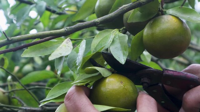Farmers are harvesting oranges using pruning shears