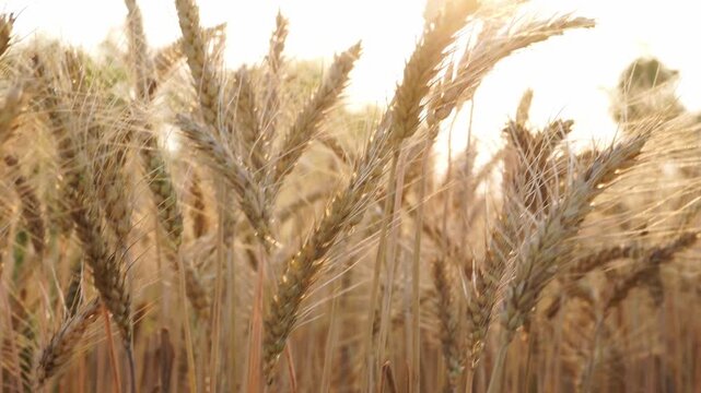 Close up of golden barley and wheat ears swaying in wind during sunset. Sun flare illuminating ripe cereal stalks in farmland. Agricultural landscape and organic food concept.