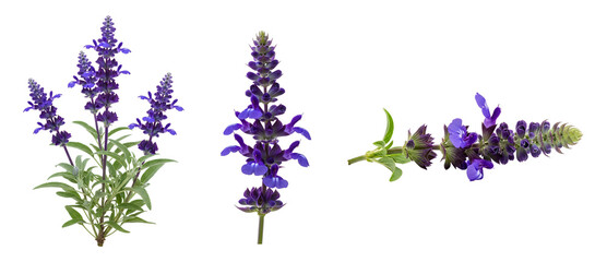 Fototapeta premium Hardy salvia flower set PNG. Woodland sage summer flower isolated. Purple woodland sage flower top view flat lay PNG. Vibrant purple summer Salvia nemorosa isolated
