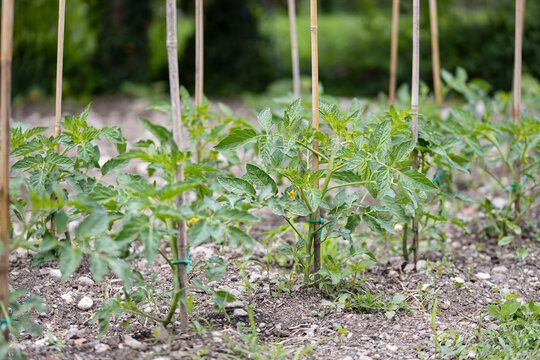 Young tomato plants growing in a vegetable garden with bamboo stakes, symbolizing organic gardening, sustainable agriculture, and healthy homegrown food.