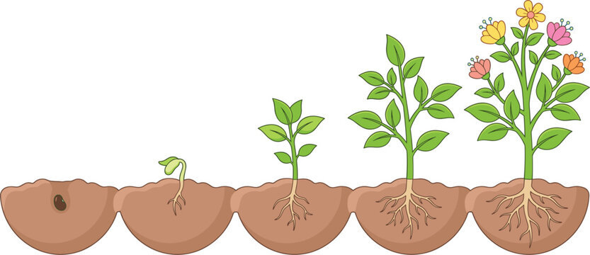 Plant growth stages illustration showing seed germination root development and flowering process isolated educational vector diagram
