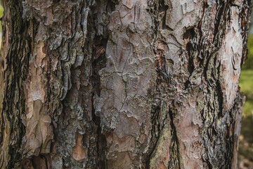 Obraz premium tree bark texture