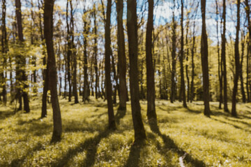 Fototapeta premium blurred view forest in the morning