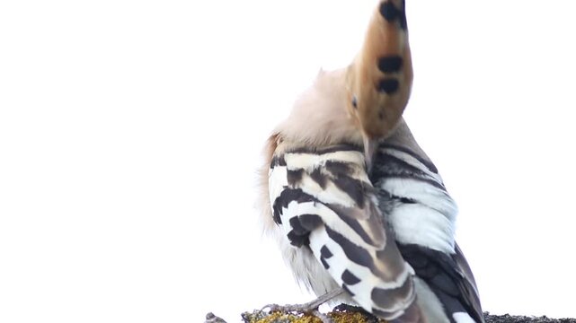 Eurasian hoopoe bird preening its feathers on a branch, isolated on white background
