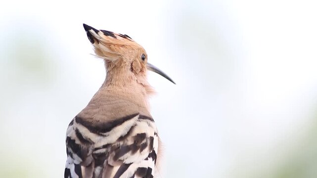 Eurasian hoopoe bird making courtship mating call with head up on bright background