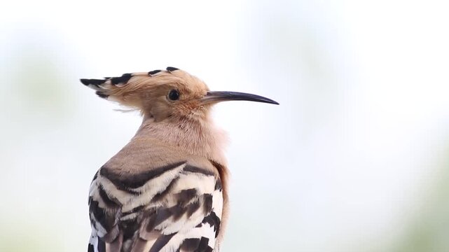 Eurasian hoopoe bird sitting in profile and throwing head back making mating call