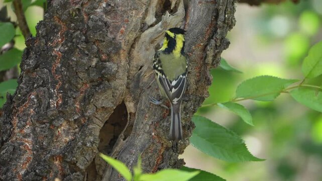 Himalayan Black-lored Tit on Tree Trunk Near Natural Hollow in Forest Habitat