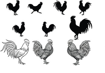 Set of rooster and chicken silhouettes and detailed hand drawn engravings for farm branding and organic poultry design © MdAbdur