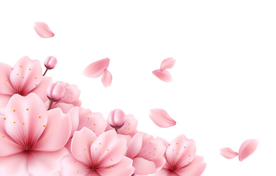 Sakura Blossom Floral Background