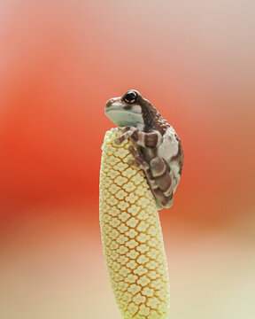 Tiny Frog Resting on Flower Spike with Colorful Background