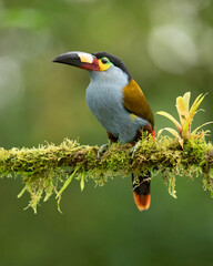 Fototapeta premium plate-billed mountain toucan (Andigena laminirostris) is a species of bird in the family Ramphastidae. It is native to the west slope of Ecuador and extreme southern Colombia