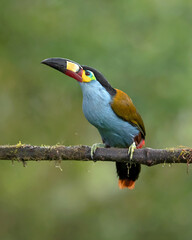 Obraz premium plate-billed mountain toucan (Andigena laminirostris) is a species of bird in the family Ramphastidae. It is native to the west slope of Ecuador and extreme southern Colombia