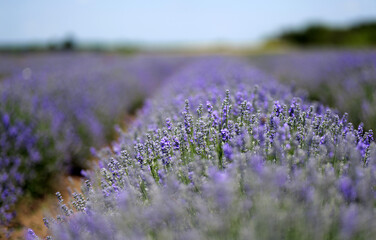 Obraz premium Purple lavender field blooming under summer sky
