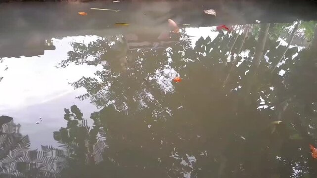 Ripples are waves created by the emergence of small tadpoles on the surface of the water