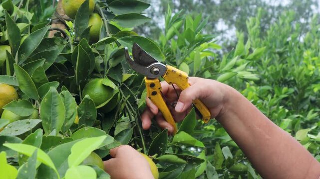 Farmers are harvesting oranges using pruning shears	