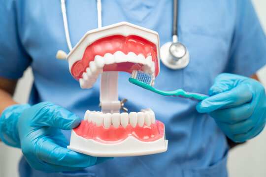 Doctor clean teeth denture with toothbrush for teach patient and dentist studying about dentistry.