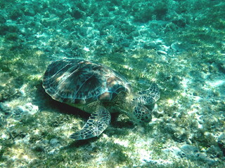 Fototapeta premium snorkeling with a green sea turtle at gili trawangan