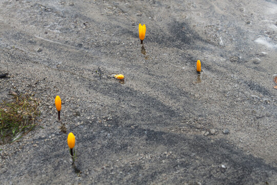 yellow crocus, the harbinger of spring