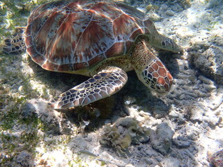 Fototapeta premium snorkeling with a green sea turtle at gili trawangan