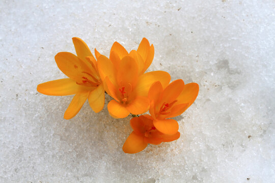yellow crocus, the harbinger of spring