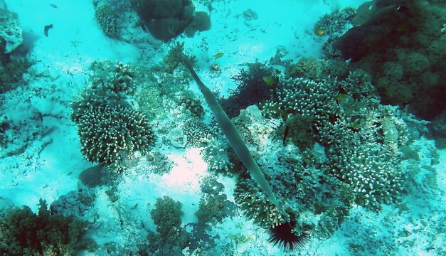Slender Cornetfish hovering above the reef