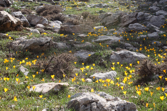 yellow crocus, the harbinger of spring