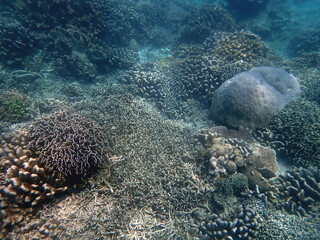 Fototapeta premium snorkeling at colorful coral reef on gili trawangan