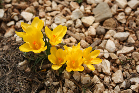 yellow crocus, the harbinger of spring