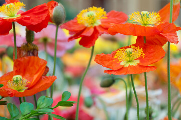 Naklejka premium Bright Orange Flowers in Bloom